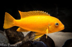 Metriaclima sp. 'msobo' Ngwasi